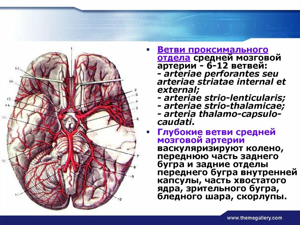 Задняя соединительная артерия мозга. P1 сегмент задней мозговой артерии. Задняя мозговая артерия анатомия. Задняя мозговая артерия кровоснабжает. Правая средняя мозговая артерия кровоснабжает.