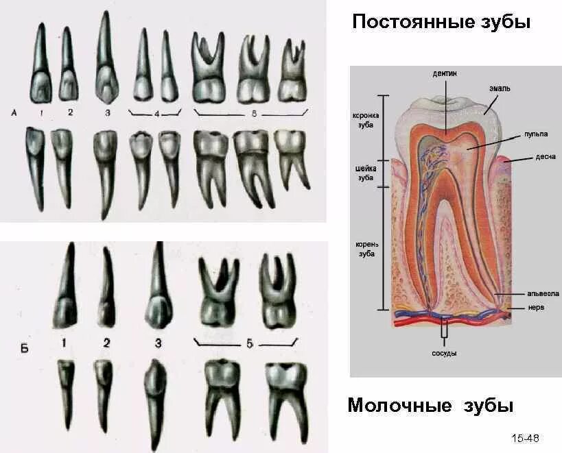 Строение молочного зуба анатомия. Четвертый зуб снизу корень. Молочный зуб пятерка строение.