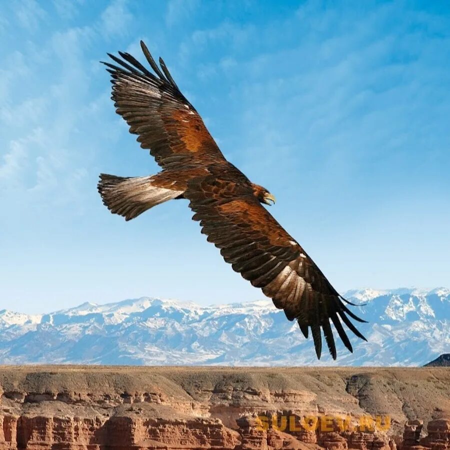 Степной орёл (aquila nipalensis. Казахский парень с беркутом. Горный беркут. Беркут режиссер казахстан. Мальчик с беркутами.