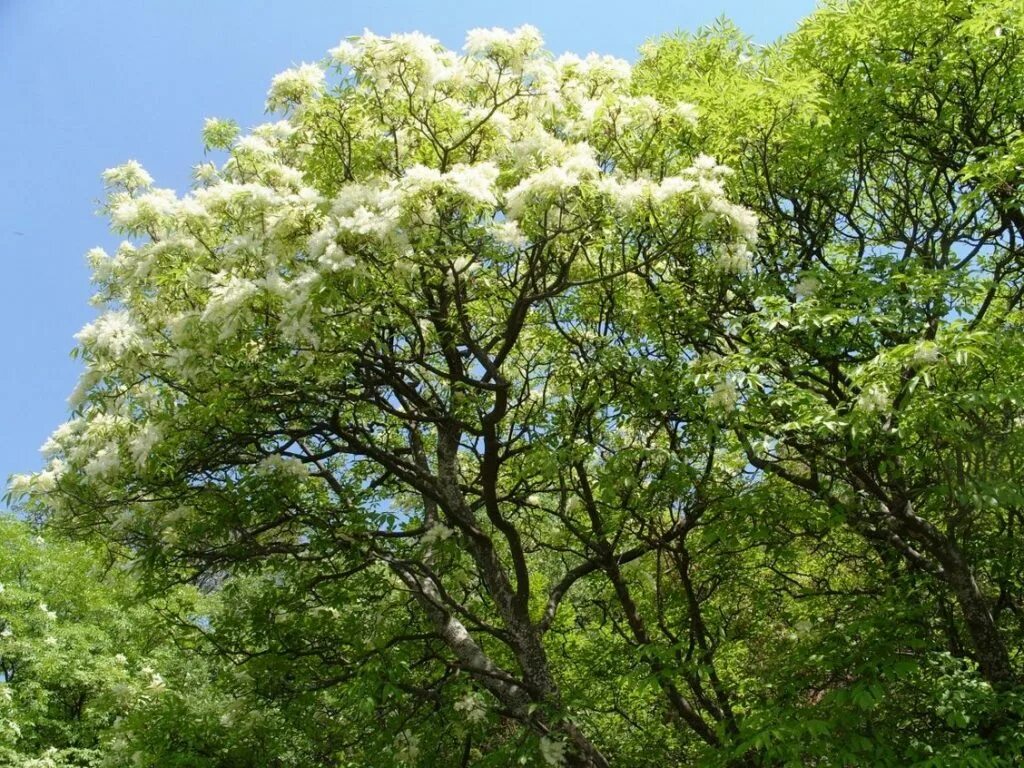 Эхо ясен. Ясень манновый. Ясень манновый (Fraxinus ornus). Ясень Крымский. Ясень обыкновенный дерево.