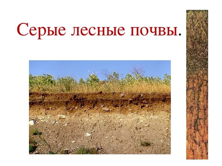 Почва 4 класс