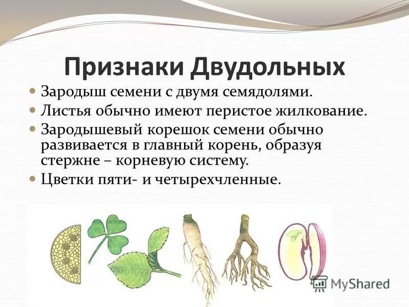 Опыление однодольных и двудольных растений. Опыление однодольных и двудольных растений