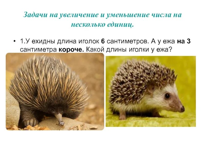 Чем отличается ежик. Ехидна и ежик. ехидна ежа. ехидна и еж сравнение. отличие ехидны от ежа.