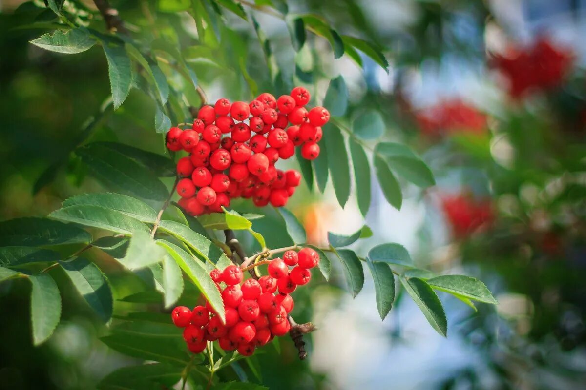 Рябина красноплодная. Рябина Вефед. Sorbus aucuparia Morawica. Рябина обыкновенная ветка. Ярко красная рябина