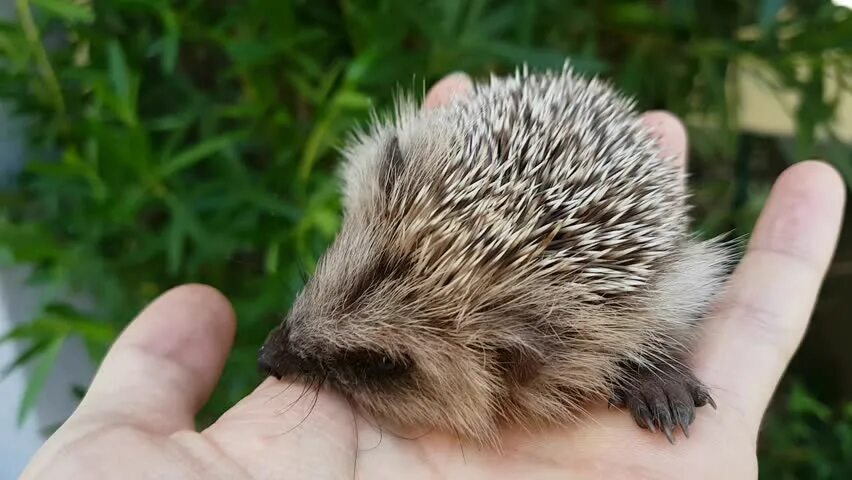 Hedgehog bite