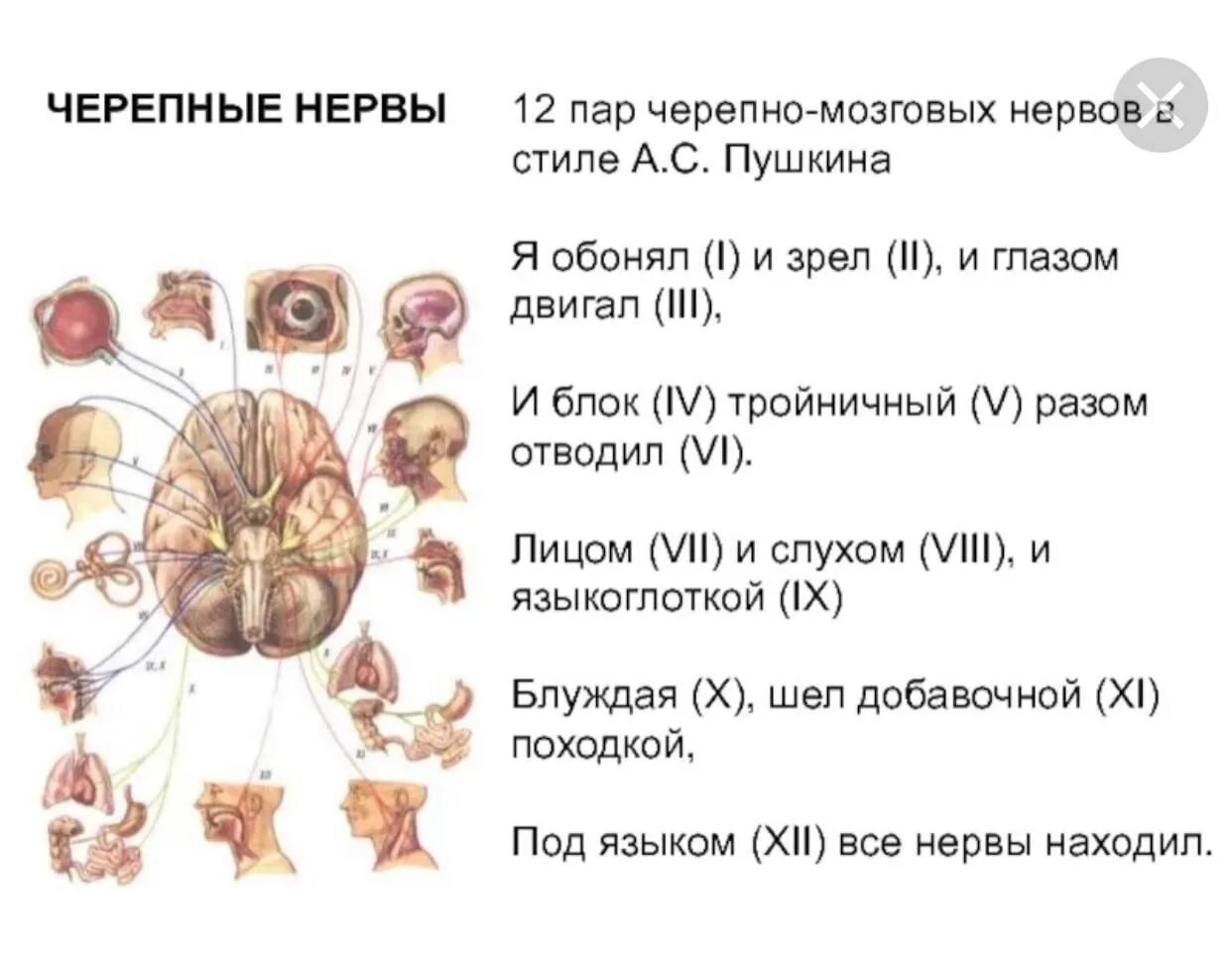 12 пара нервов головного мозга. 12 Пар черепно мозговых нервов таблица. 12 Пар черепных нервов схема. Название 12 пар черепных нервов. 12 Пар черепных нервов ЧМН.