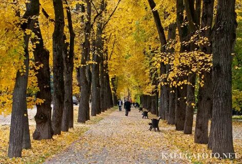 Культура осенью