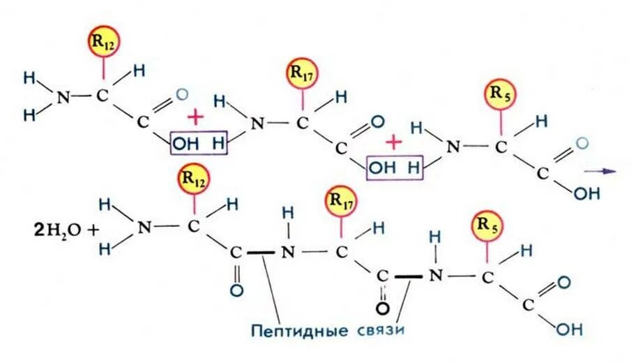 Образование пептидных связей структура белка. Пептидная связь структура белка. Первичная структура белка аминокислоты. Первичная структура белков пептидная связь. Первичная структура белка пептидная связь.