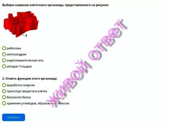 Отметь функцию этой структуры. Отметь функцию этой структуры