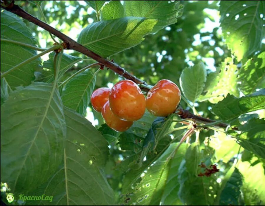 Краса кубани. Черешня Краса Кубани. Черешня Краса Кубани фото. Дерево черешня Краса Кубани высота. Черешня Краса Кубани описание сорта.