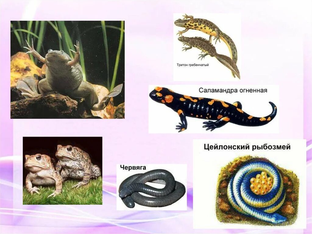Сообщение по теме многообразие и значение животных. Оплодотворение у тритона. цейлонский рыбозмей систематика. значение тритона в природе и жизни. тритон группа животных.