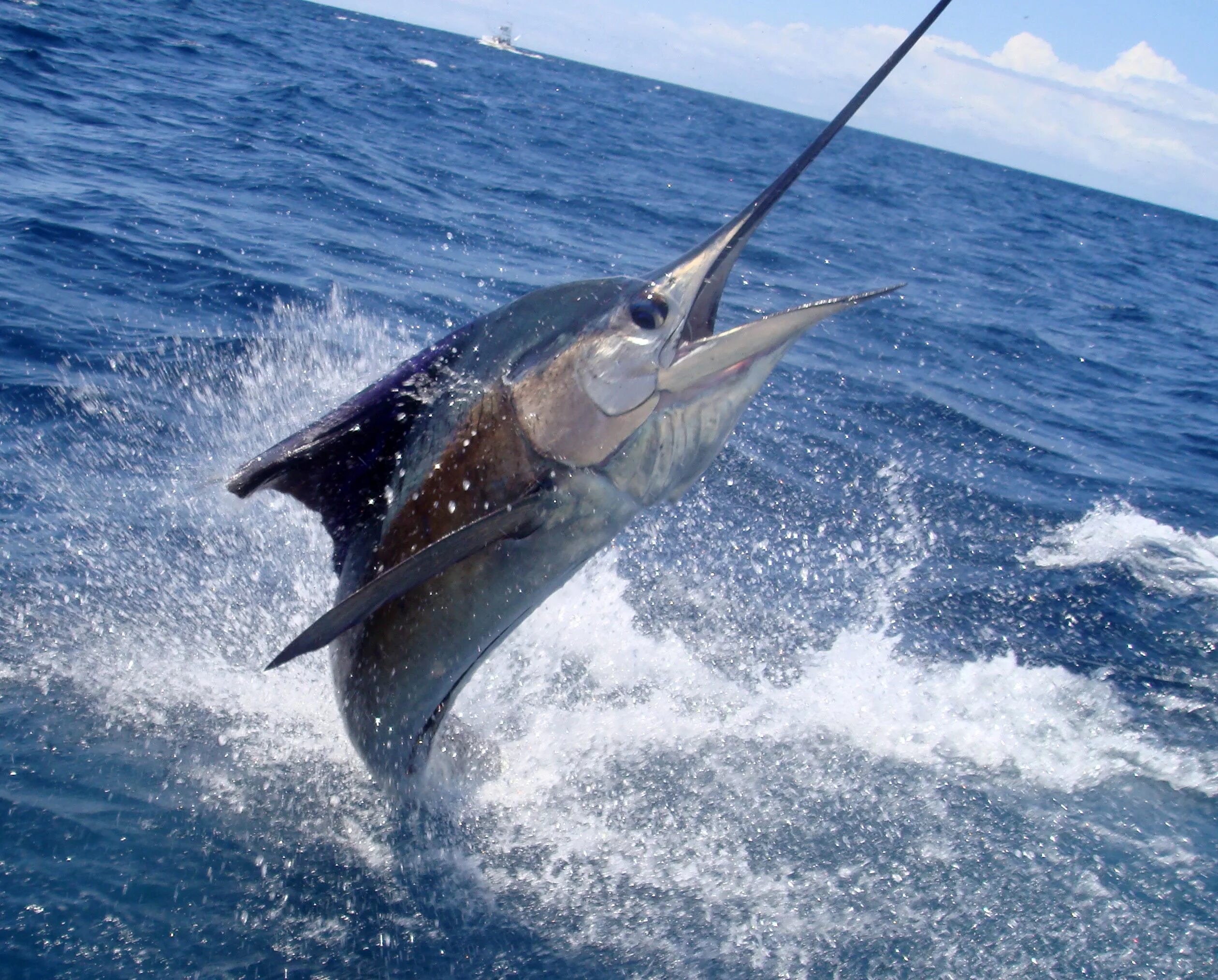 индо-тихоокеанский голубой марлин. тибурон рыба меч. рыба меч малек. индо-тихоокеанский голубой марлин. парусник рыба марлин.