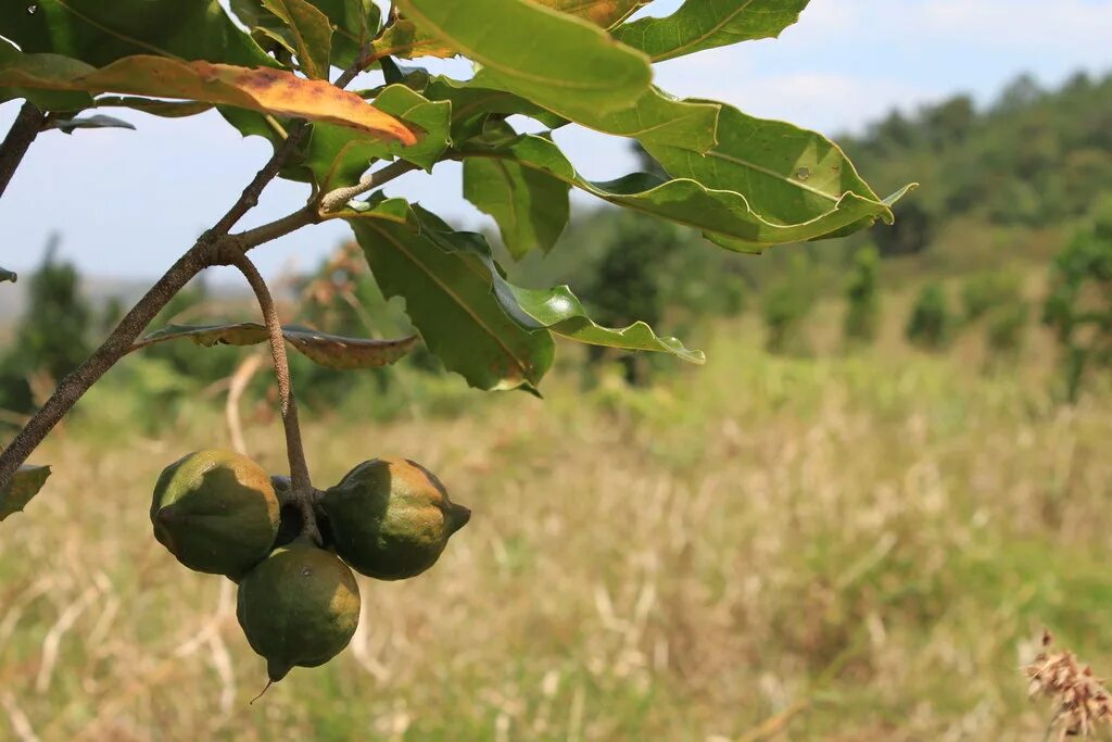 В каких странах растет макадамия. Макадамия орех дерево. Macadamia tetraphylla. Нут орех на дереве. Орех макадамия на ветке.