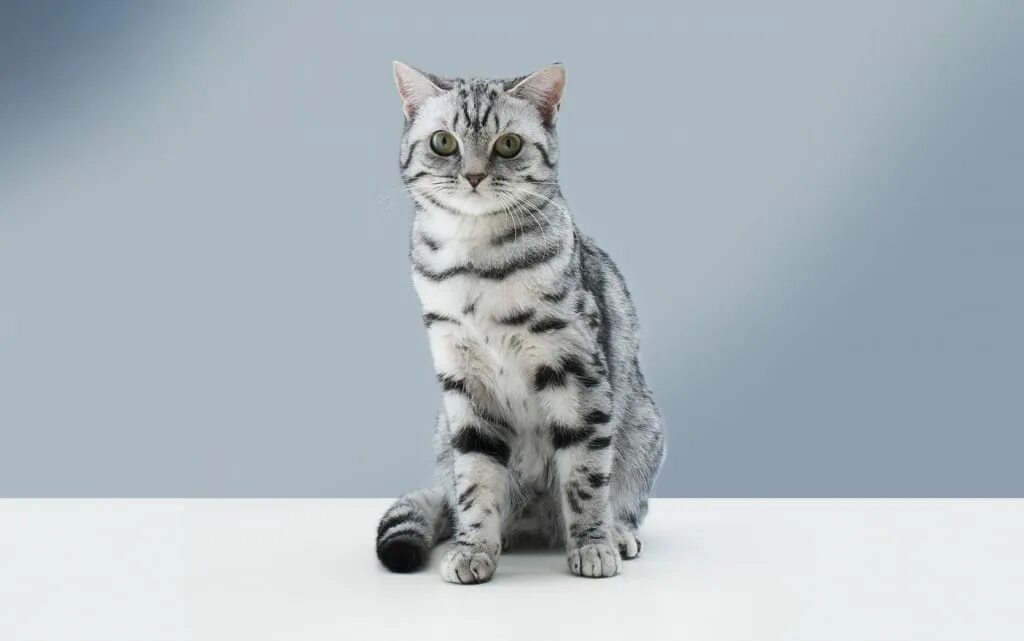 Кошка вискас. Кот из рекламы вискас порода. Кошка с рекламы вискас. Музыка из рекламы вискас