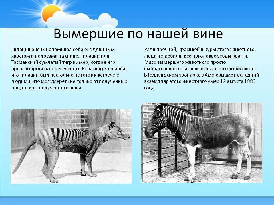 Сообщение на тему вымирающие животные. Исчезающие виды животных. редкие и вымирающие виды животных. информация о вымерших животных. сообщение о исчезающих животных.