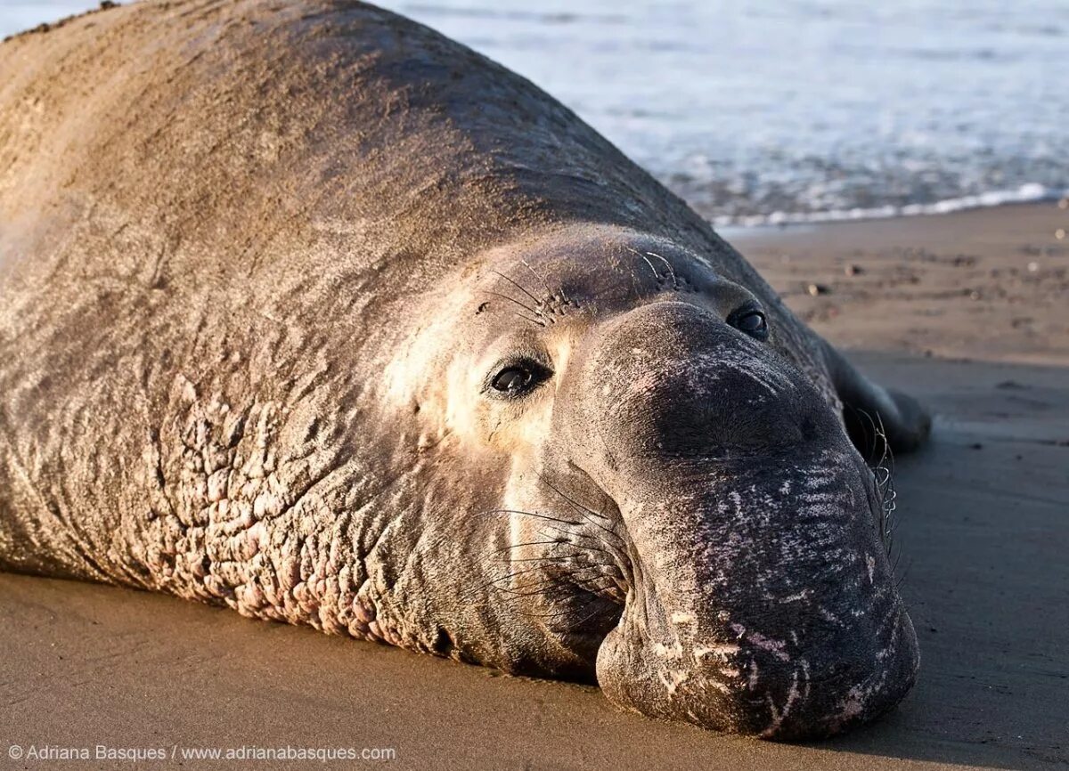 Южный морской слон. Морской слон ареал. Ластоногие морской слон. Северный морской слон (Mirounga angustirostris). Elephant seal