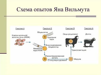 Получения зародышей