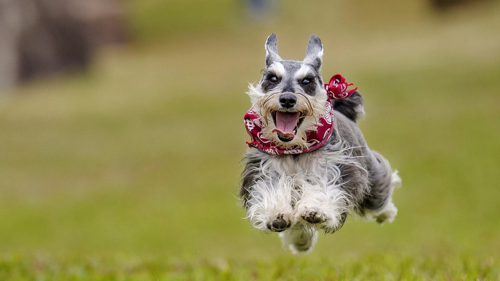 Собака улыбается. Эльке фогельзанг. Улыбающиеся животные. Бордер колли и папильон. Аусси фото.