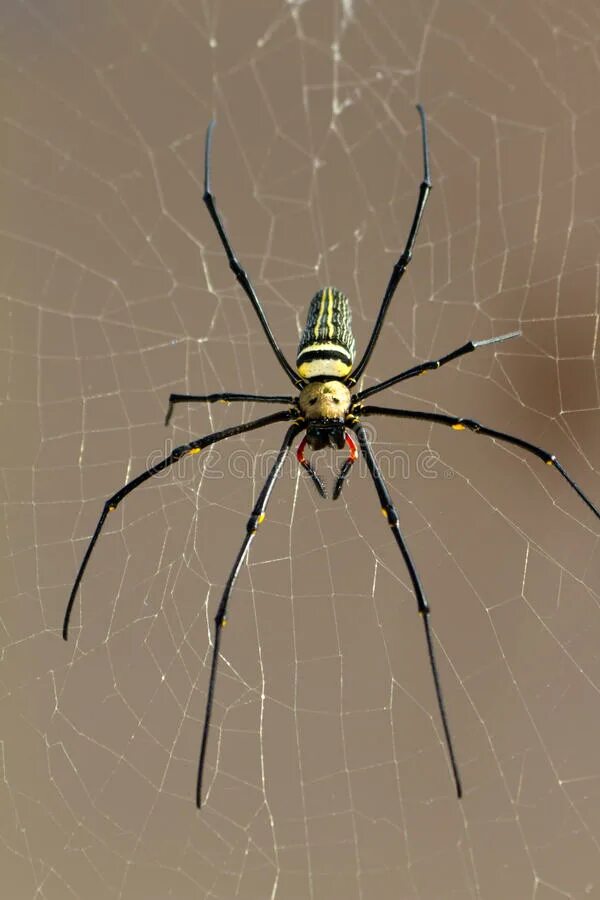 Пауки шри ланки. Паук Nephila pilipes. Nephila maculata паук. Nephila clavipes паук. Пауки на Бали.