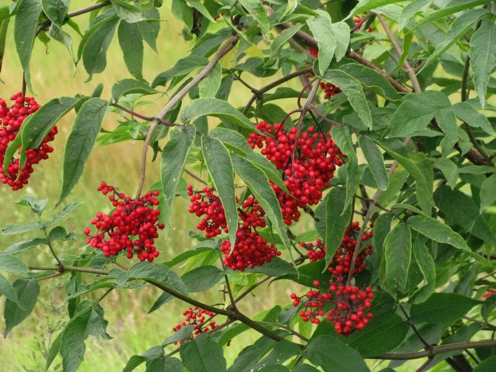 Бузина сибирская фото Sambucus sibirica Image of an specimen Plantarium
