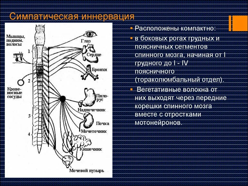 Раздражения симпатического отдела. Раздражения симпатического отдела