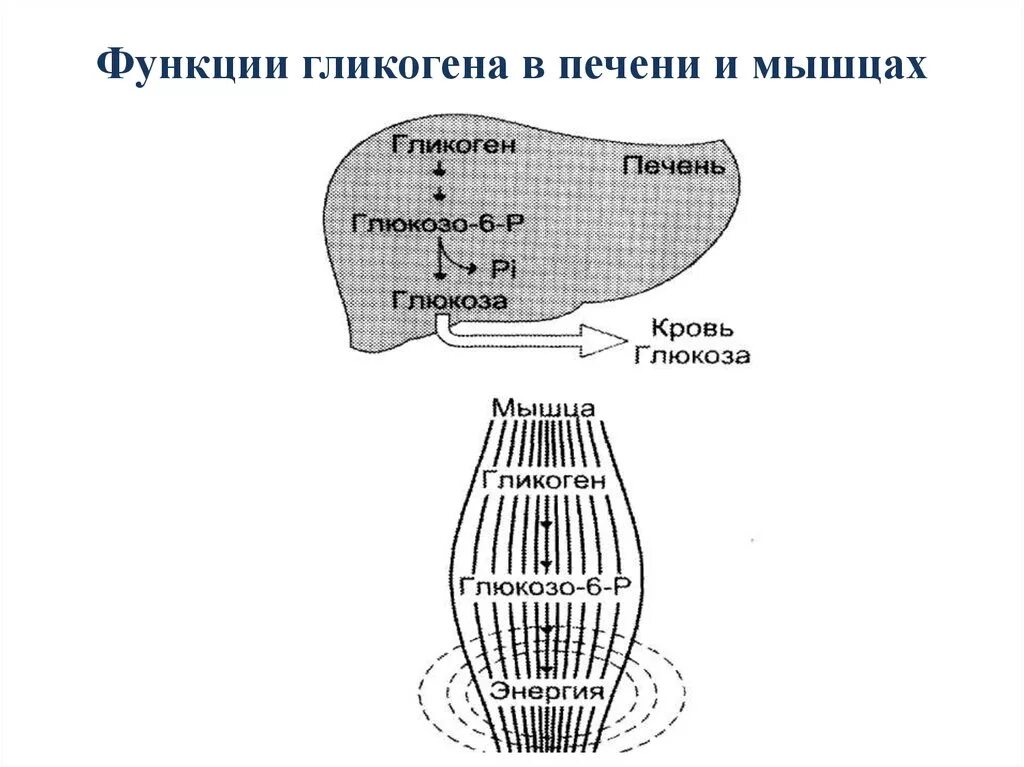 Печень запасает гликоген. Откладываются в виде гликогена в печени и мышцах. Функции гликогена в печени. Функции гликогена в печени и мышцах. Роль гликогена в печени.