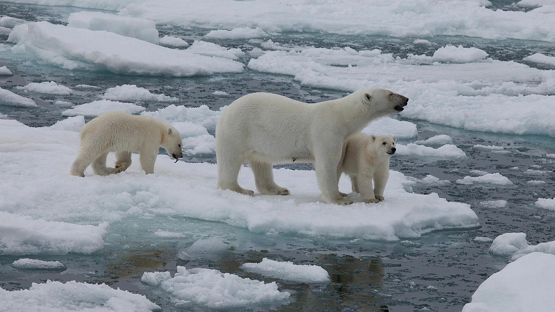 На следующей странице представлены фотографии белого медведя. Животный мир Арктики. Арктика. Живые организмы Арктики. Арктика видео.