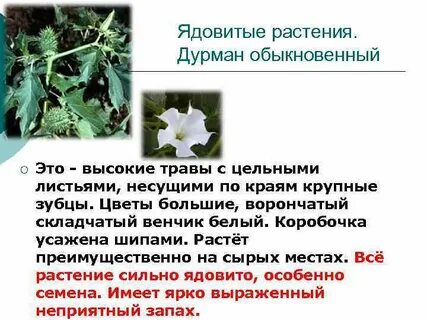Дурман обыкновенный отравление