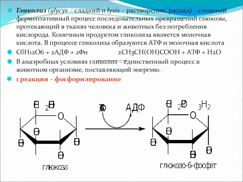 Протекание гликолиза кольцевые. Превращение Глюкозы в молочную кислоту. Молочная кислота конечный продукт. Продукты распада молочной кислоты. Гликолиз молочная кислота.