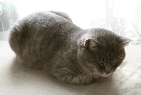 Кот лежит на животе