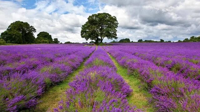Mixing Of The Senses 2 - Creative Landscape Composition - Lavender field and a c