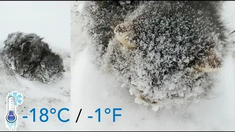 Кот твикс замерз