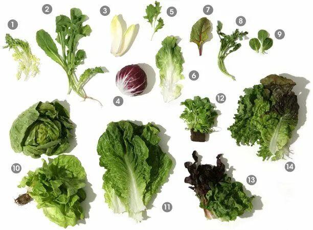 Green types. Салат латук, Кресс-салат. Разновидности салата листового. Виды салатов листовых. Вилылы зелени для салатов.
