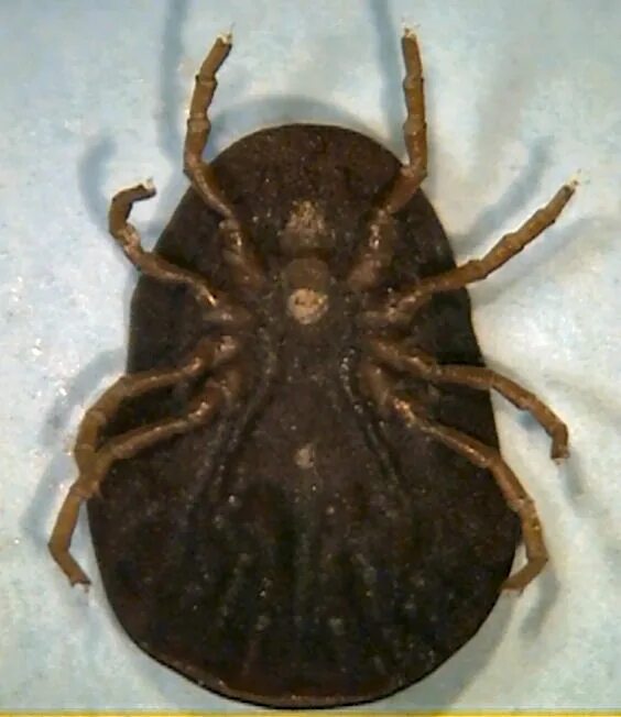 File:Amblyomma americanum tick 2.jpg - Wikipedia
