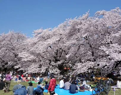 Japan live