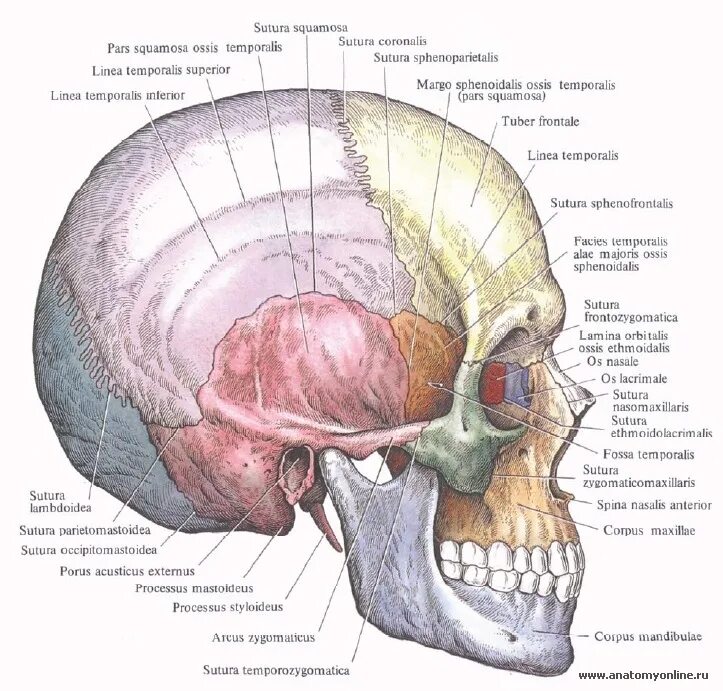 Соединение теменной кости и затылочной. Анатомия костей мозгового отдела черепа. Анатомия черепа человека атлас. Теменно-затылочный шов черепа. Кости мозгового черепа анатомия латынь.