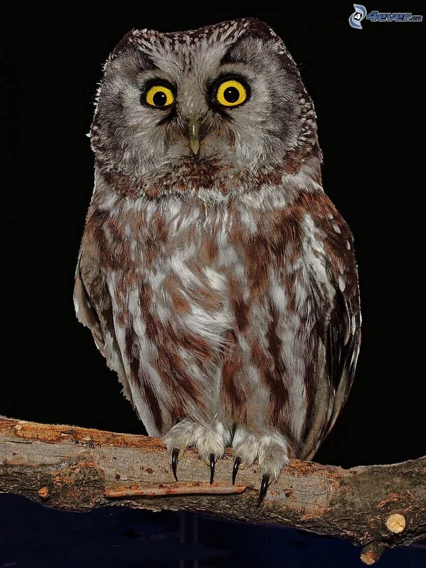 астраханский сыч. ночная сова. ночной сыч. домовой сыч гнездо. мохноногий сыч полёт.