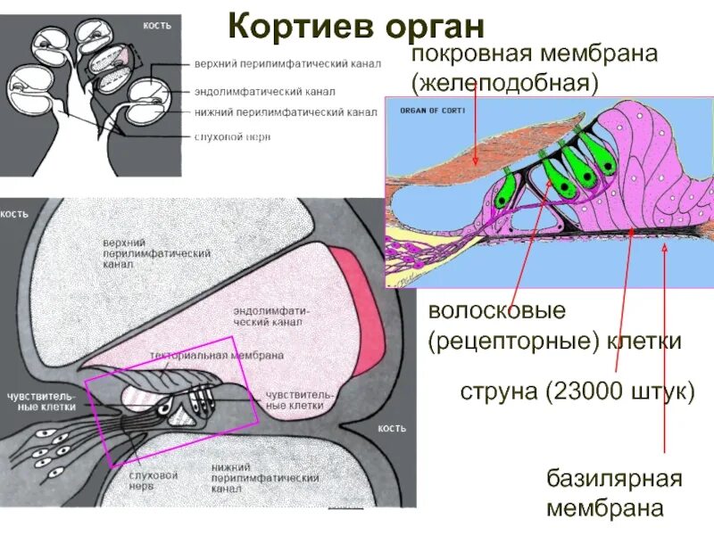 Кортиев орган слуха. Кортиев орган базилярная мембрана. Основная мембрана Кортиев орган. Строение улитки Кортиев орган. Слуховой анализатор Кортиев орган.