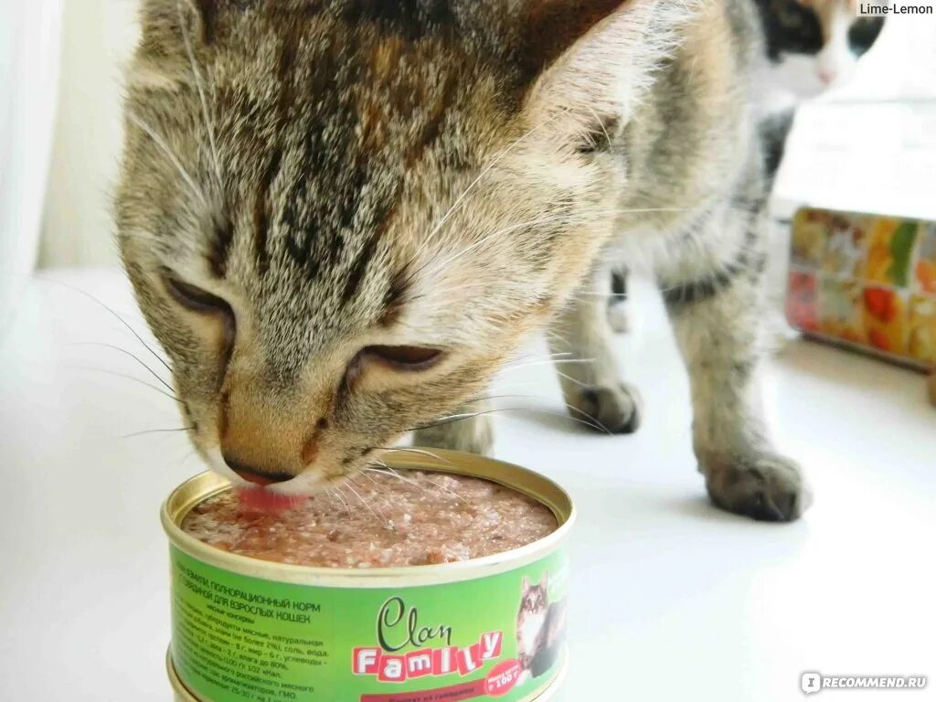 Кот застрял в консервной банке. Кот и оливки. Консервированный кот. Кошка с консервной банкой на голове. Кот и консервы.