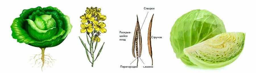 Семейство крестоцветные капуста плод. Плод крестоцветного растения капусты. Плод белокочанной капусты. Плоды крестоцветных растений. Плод крестоцветных капустных