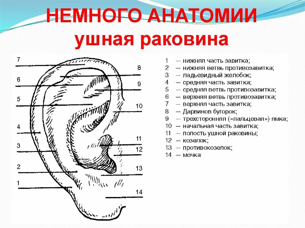 Строение ушной раковины анатомия. Строение ушной раковины снаружи. Ухо схема строения ушной раковины. Строение ушной раковины анатомия рисунок.