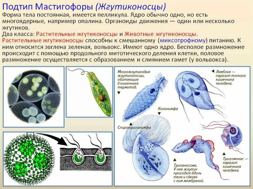 Два жгутика имеет