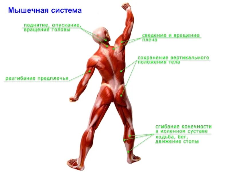 Мышцы человека. Мышечная система человека для детей. Система мышц человека. Мышцы человека для детей.