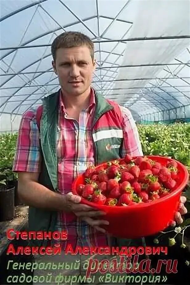 Сорт клубники азия. Каталог сад виктории. Каталог сад виктории. Каталог сад виктории. Каталог сад виктории.