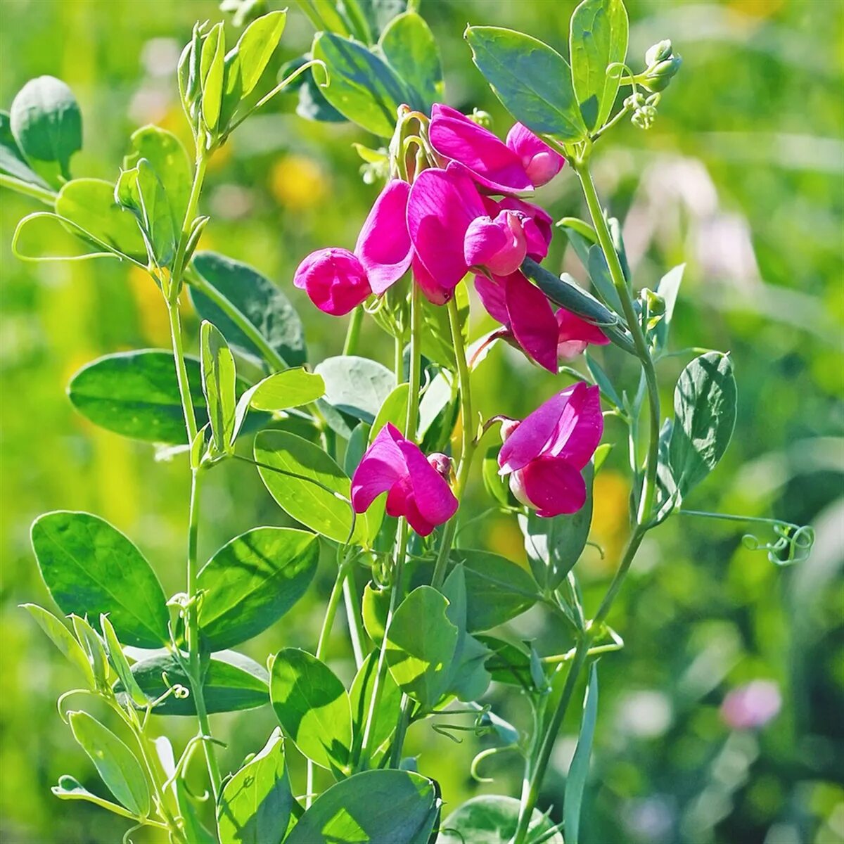 Сибирь чина. Чина (Lathyrus). Чина клубненосная Lathyrus tuberosus. Сорняк чина клубненосная. Чина Луговая (Lathyrus pratensis).