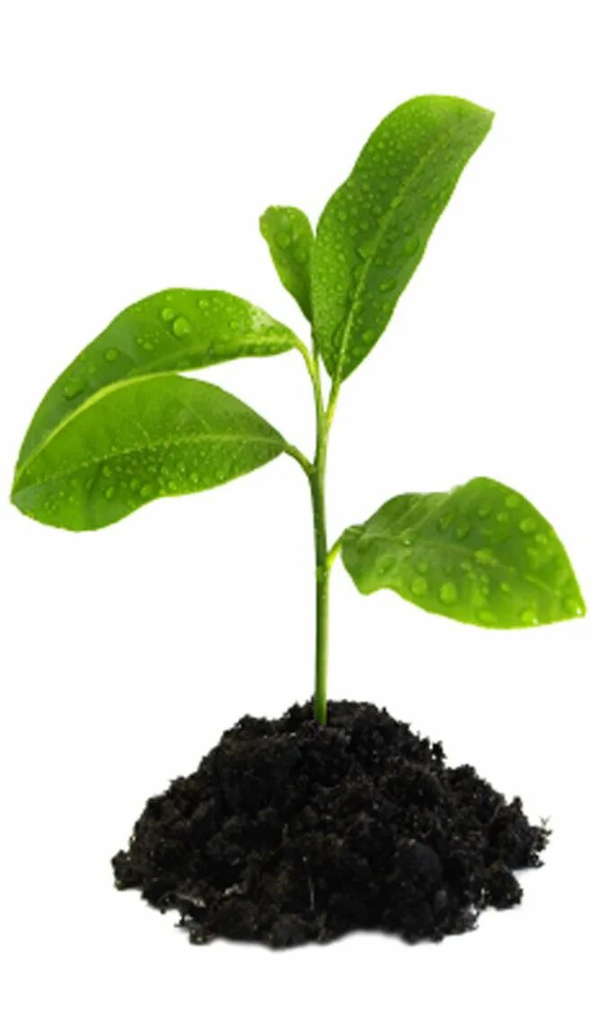 Baby plant. Беби растения. Polluted Soil PNG вектор.