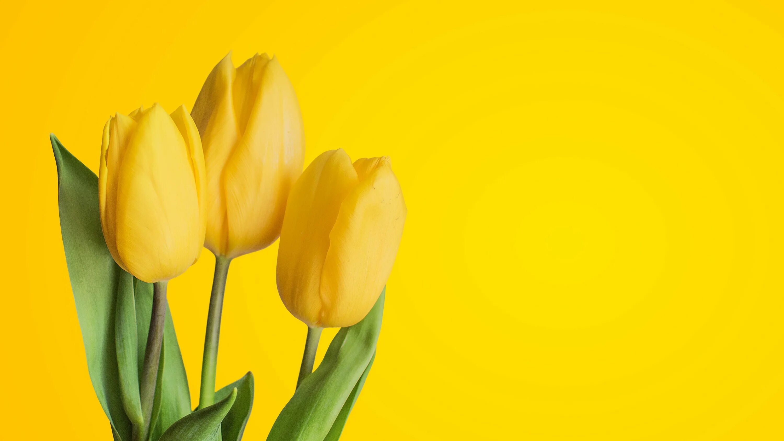 Обои желтые тюльпаны. Желтые тюльпаны. Желтая тюль. Желтый фон с цветочками. Тюльпаны на желтом фоне.