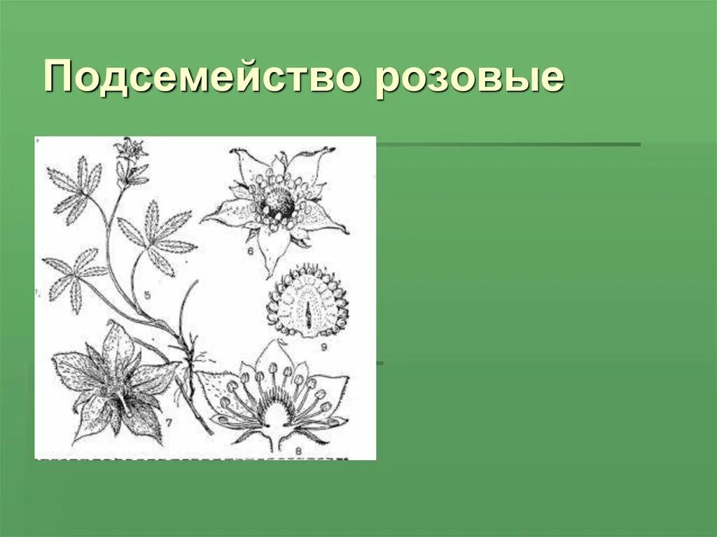 Подсемейства розоцветных. Подсемейство розовые формула цветка. подсемейства розоцветных представители. подсемейство розовые. подсемейство розовые представители.