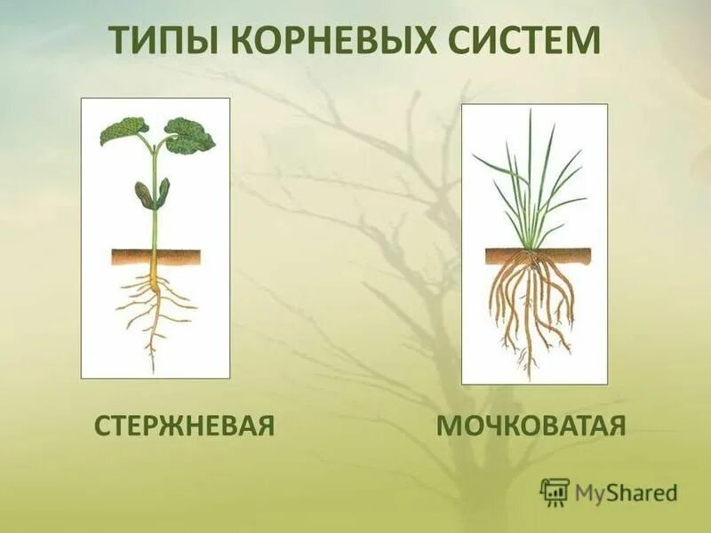 Специализированные органы растений
