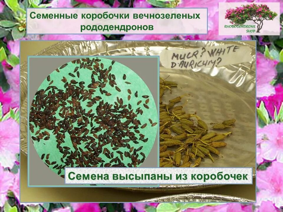 Семена Рододендрона золотистого (лат. Rhododendron aureum) AliExpress
